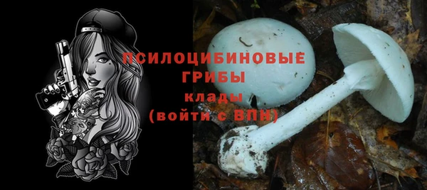 прущие грибы Новодвинск